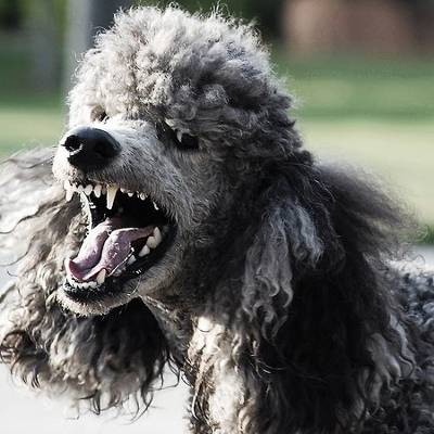 b2ap3_thumbnail_poodle_ssl_vulnerable_400.jpg